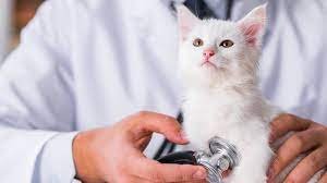 Pet Insurance FAQ: What Does It Cover and How Much Does It Cost?