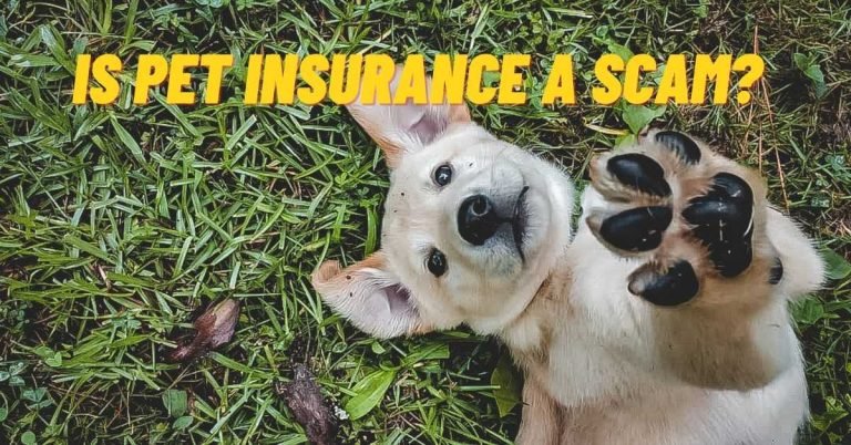 Is Pet Insurance A Scam