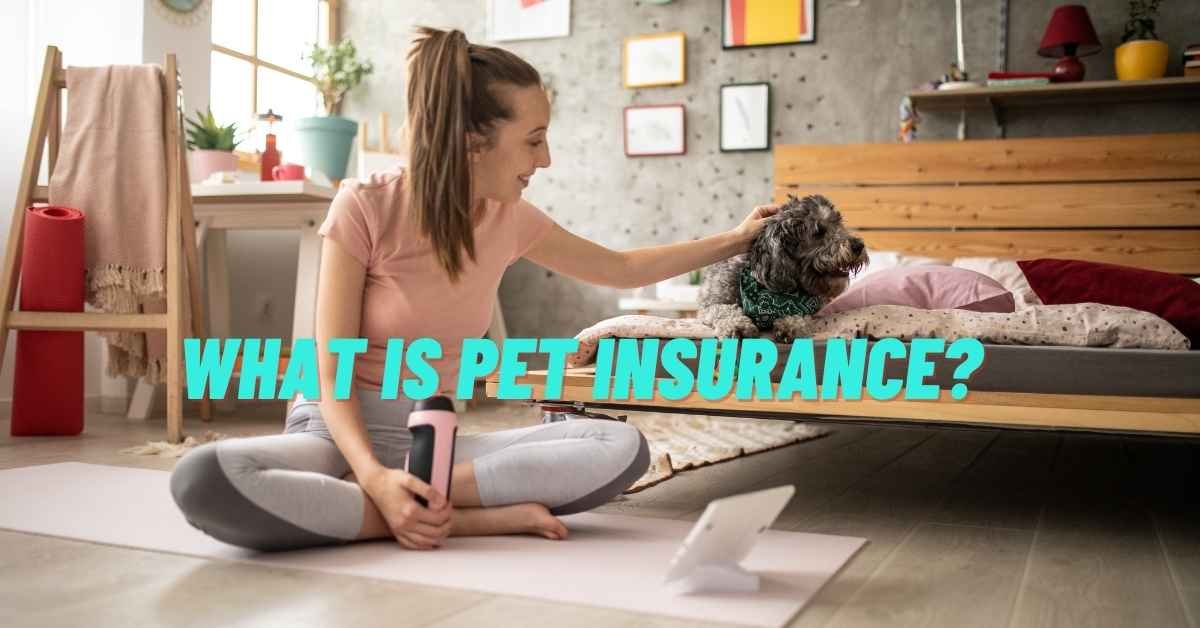 What Is Pet Insurance?